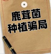 河南新郑一公司被指以种植鹿茸菌为名